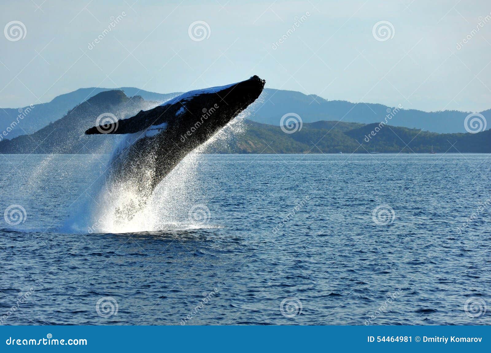 humpback whale breaching, whitsundays, australia