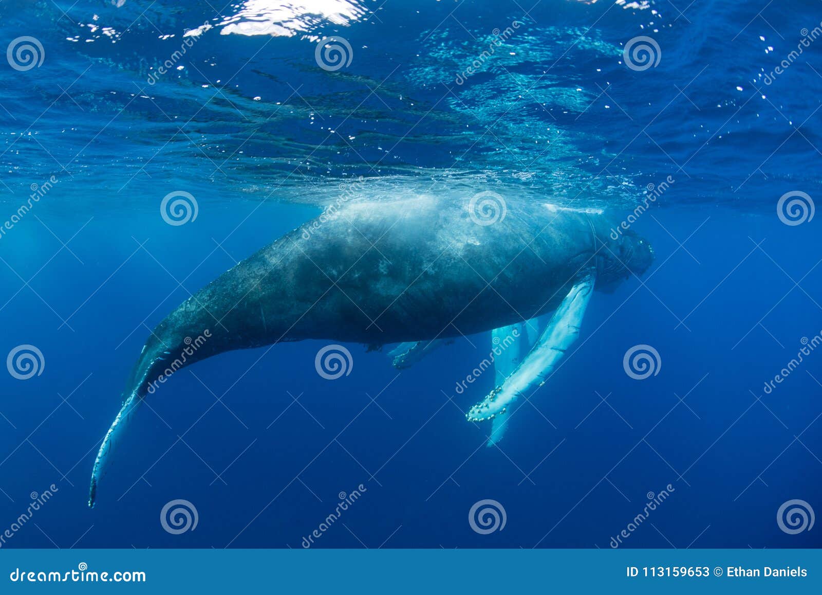 Humpback Whales Swim In The Caribbean Sea Stock Image Image Of Atlantic England 113159653