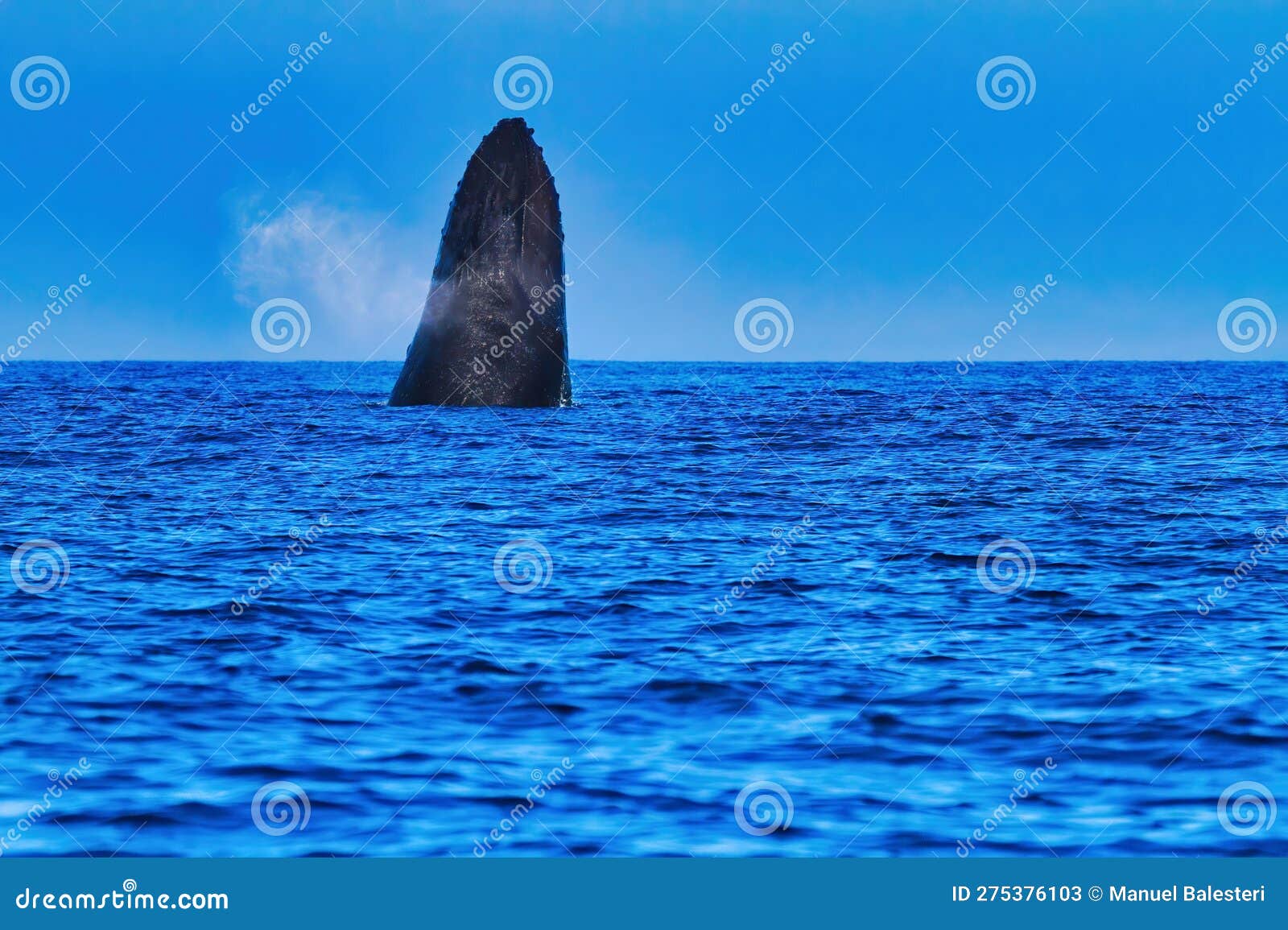 Humpback Whale Exploding To the Surface. Stock Image - Image of blue ...