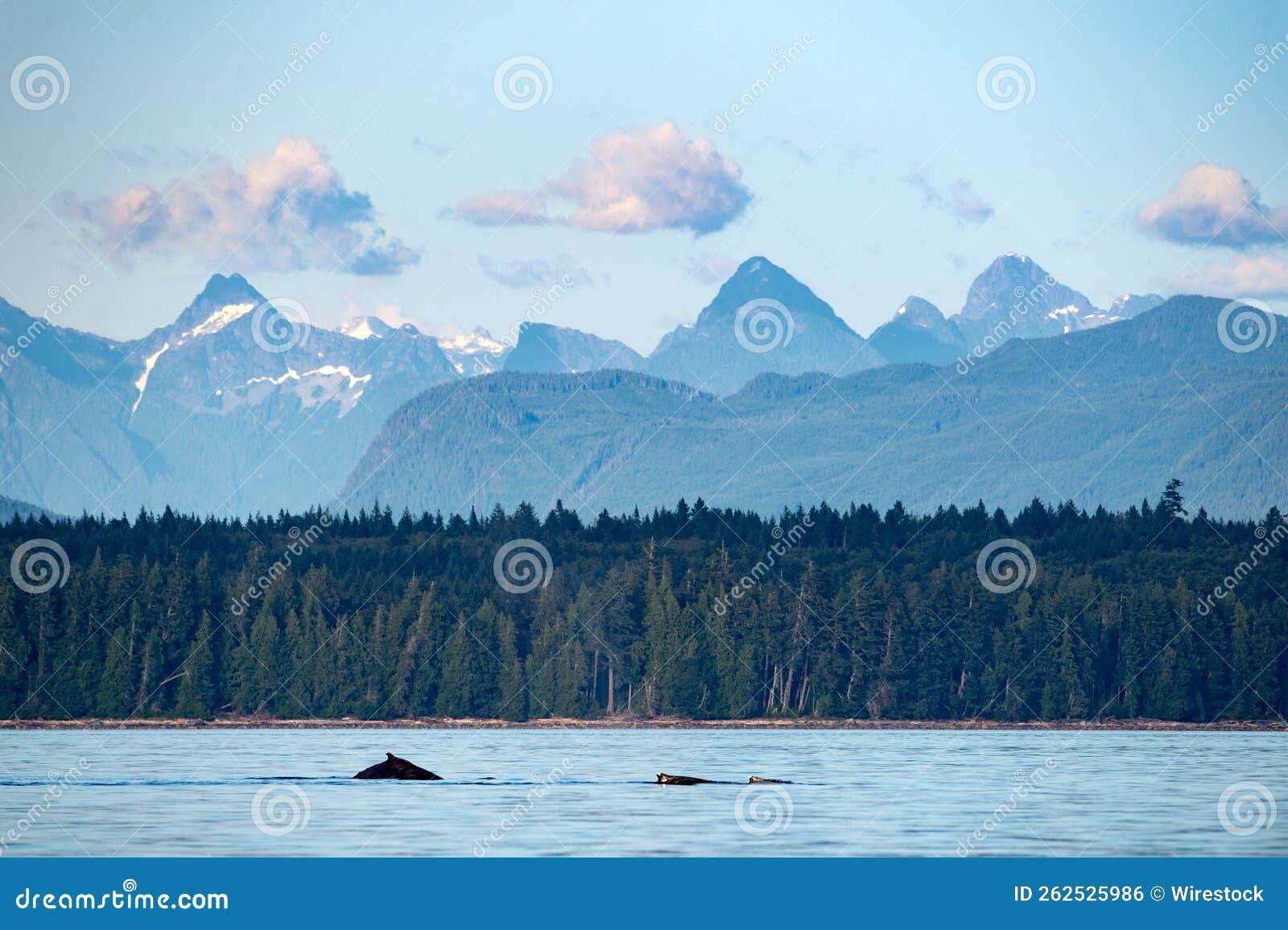 humpback whale fluke, sutil channel in the discovery islands near quadra island, bc canada