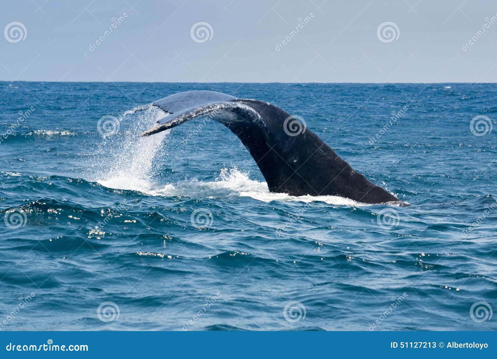 humpback whale in puerto lopez, ecuador