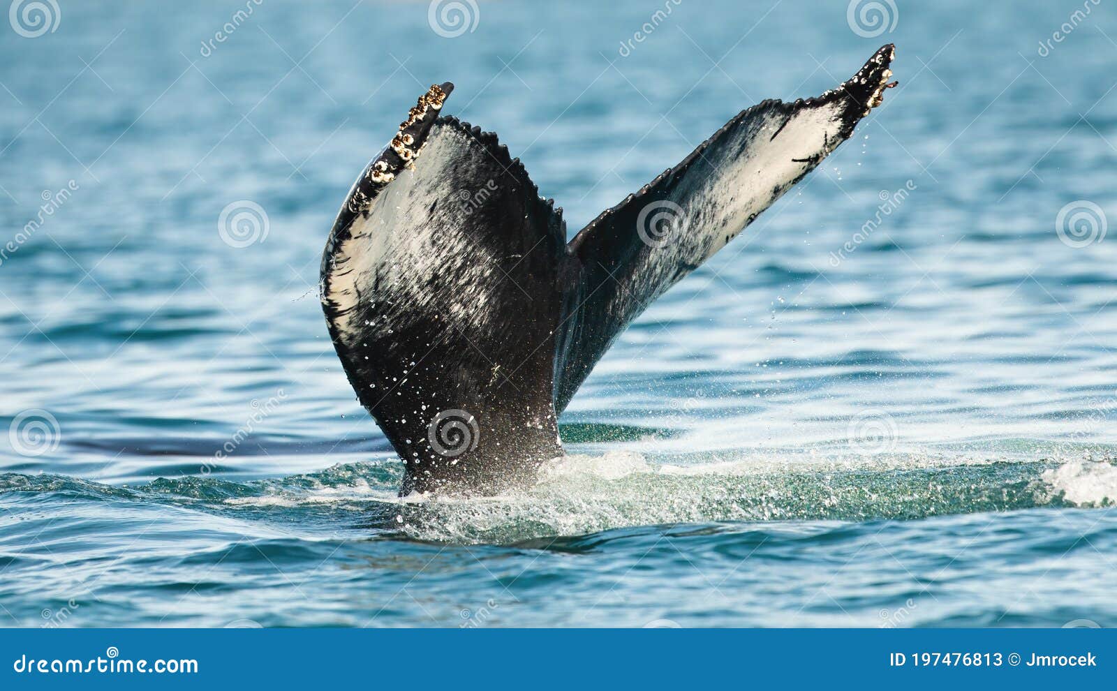 humpback whale`s tail peeking out of the sea in summer.