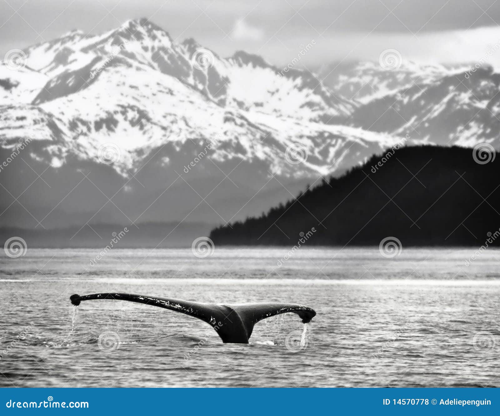 humpback whale tail, alaska
