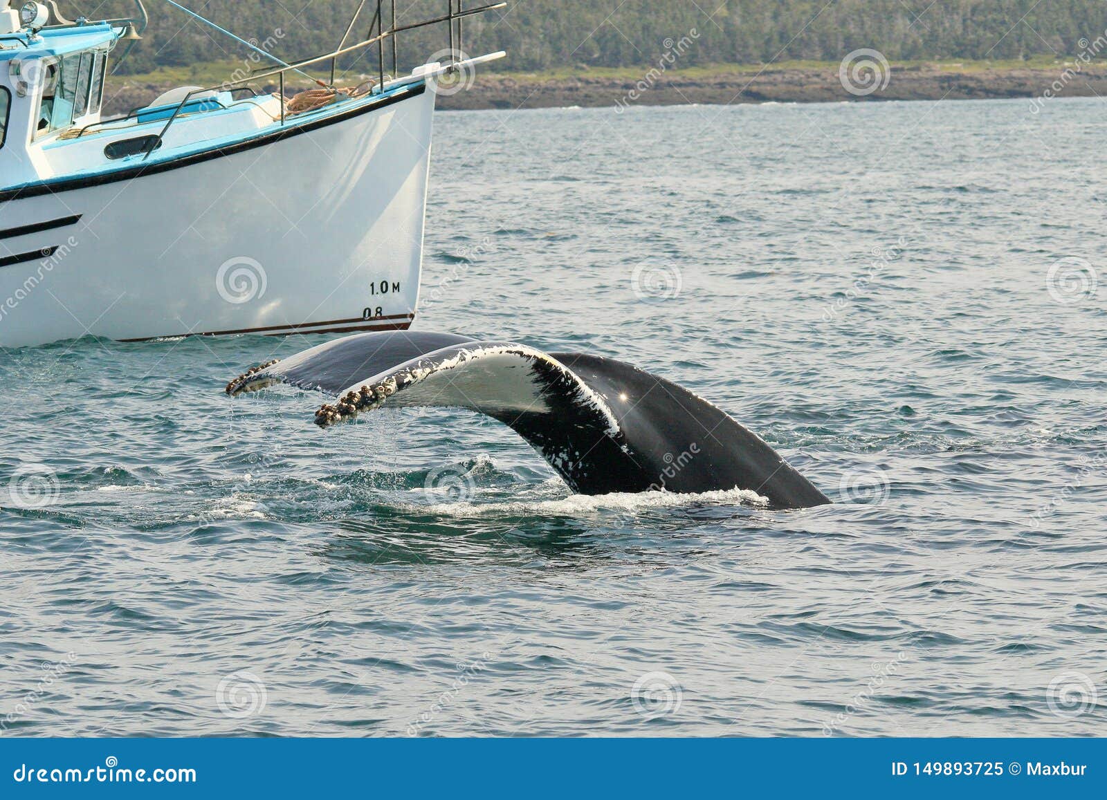 Humpback Whale Tail with Barnacles Stock Image - Image of swimming