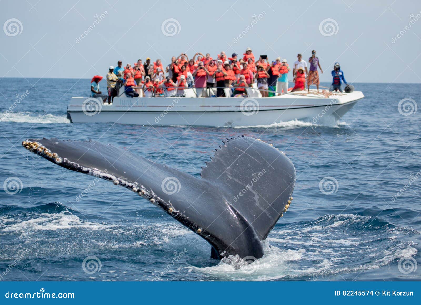 humpback whale tail in samana, dominican republic and torist whale watching boat