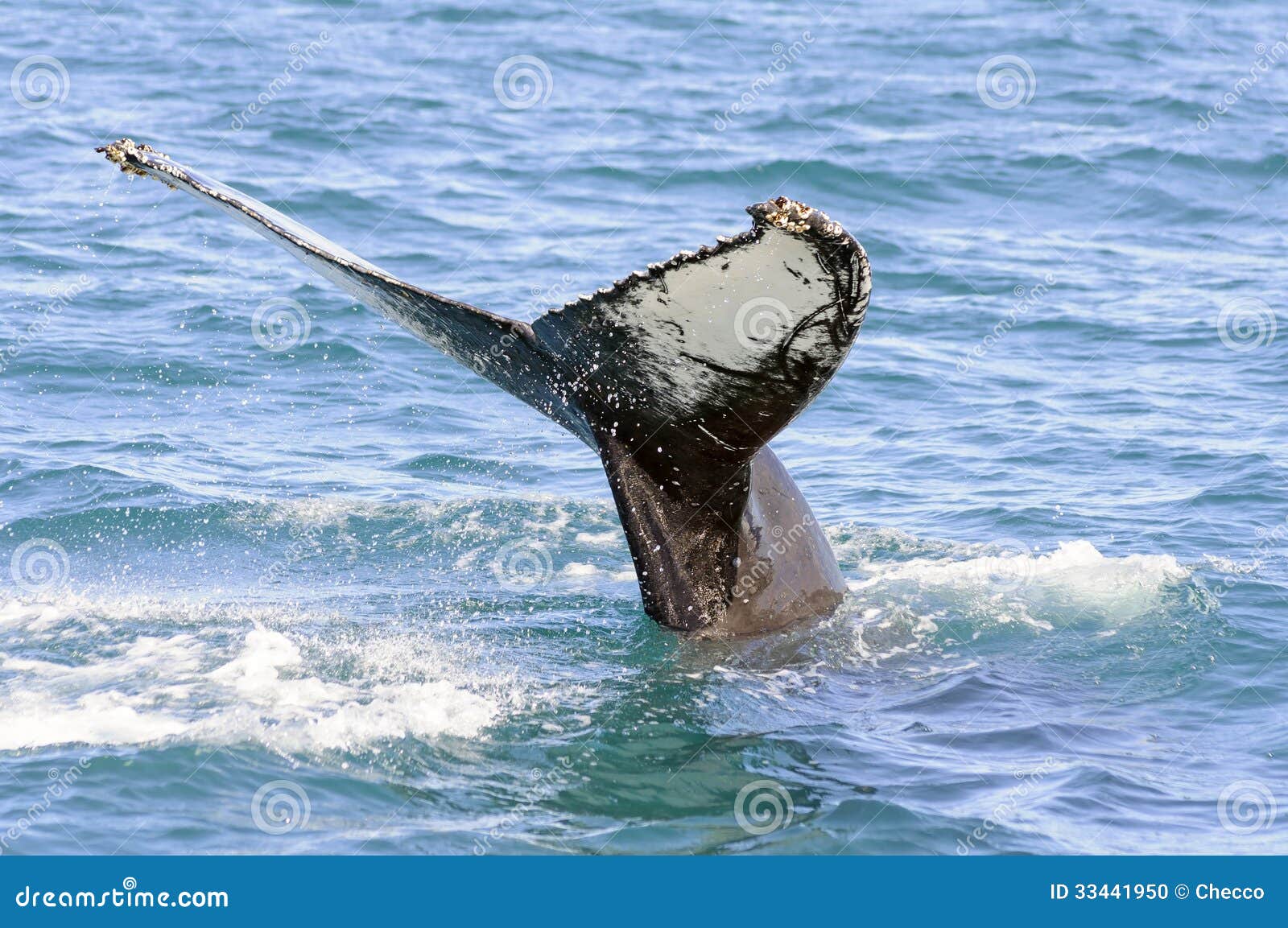 humpback whale tail in skjalfandi bay