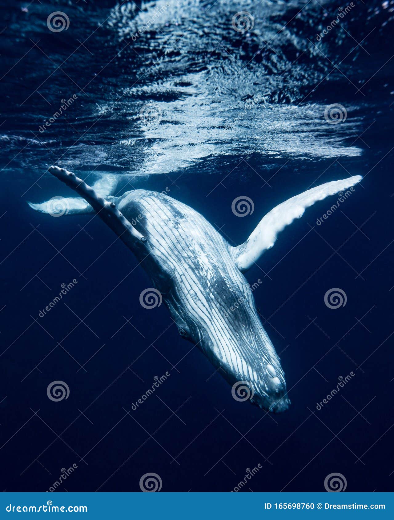 humpback whale in tonga