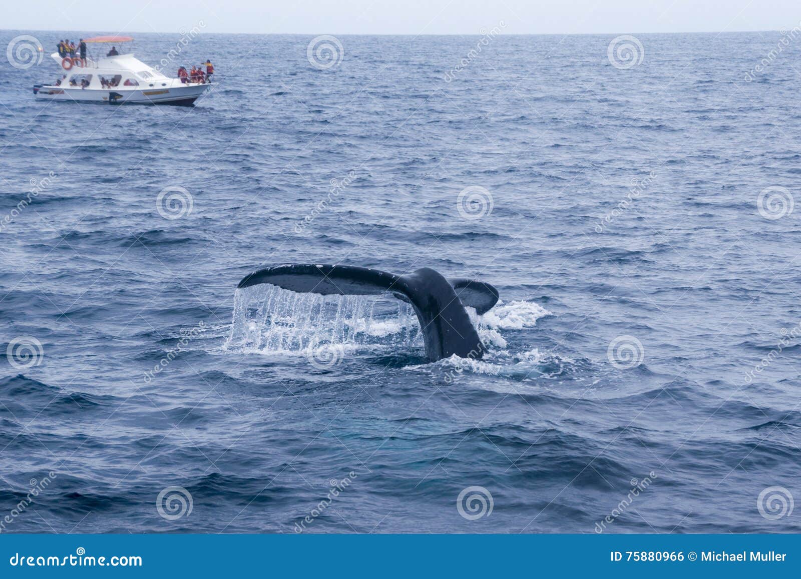 humpback whale watching in the coast of ecuador