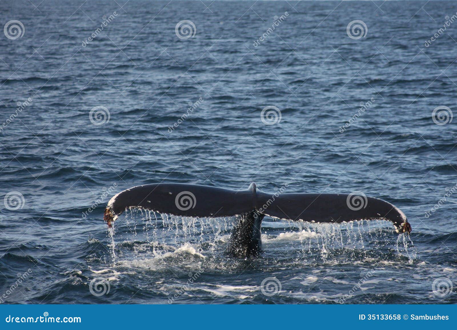 humpback whale tail