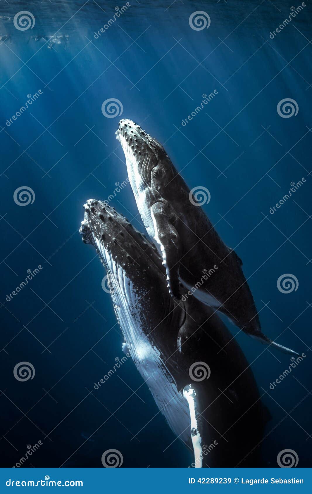 humpback whales