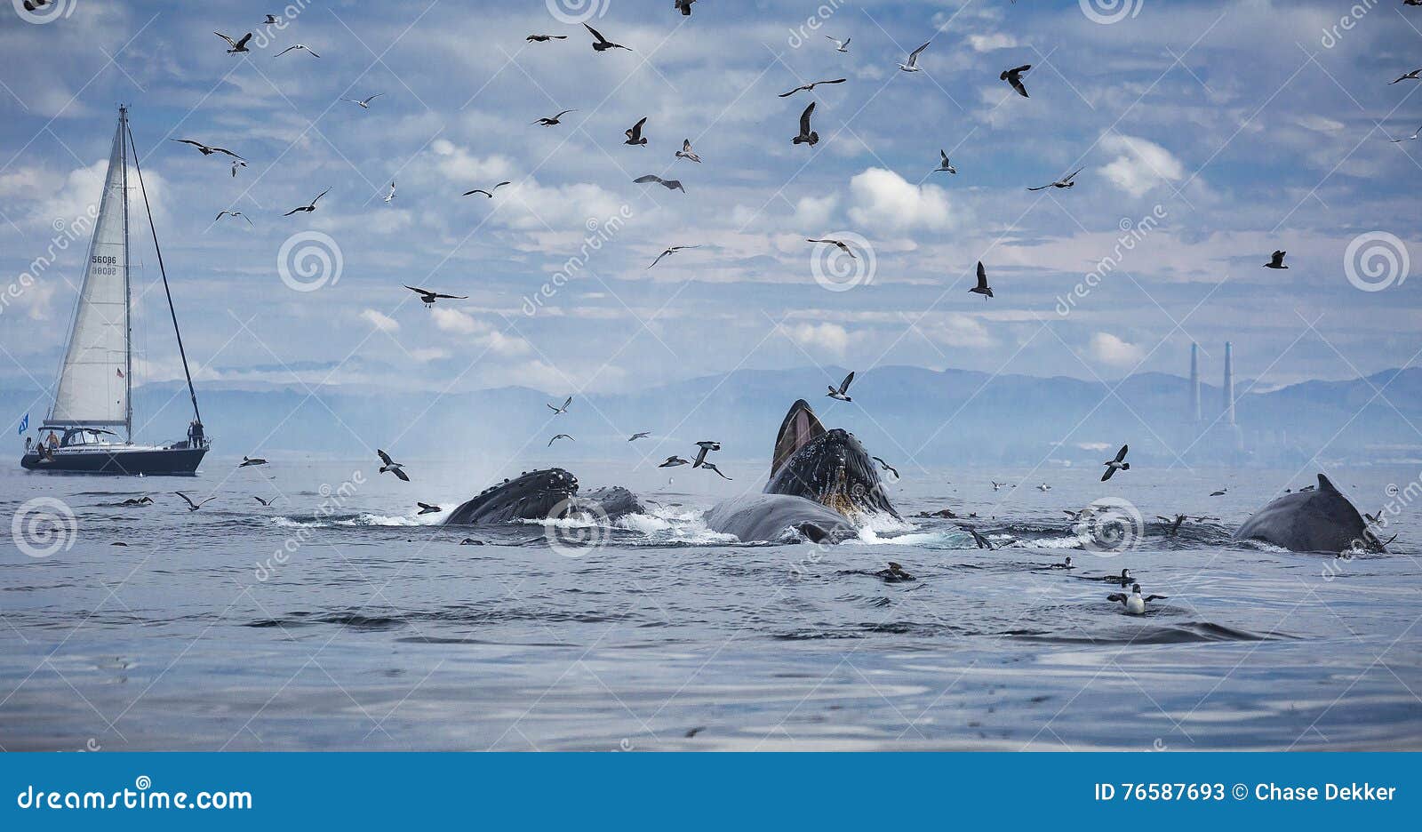 humpback whales lunge feeding