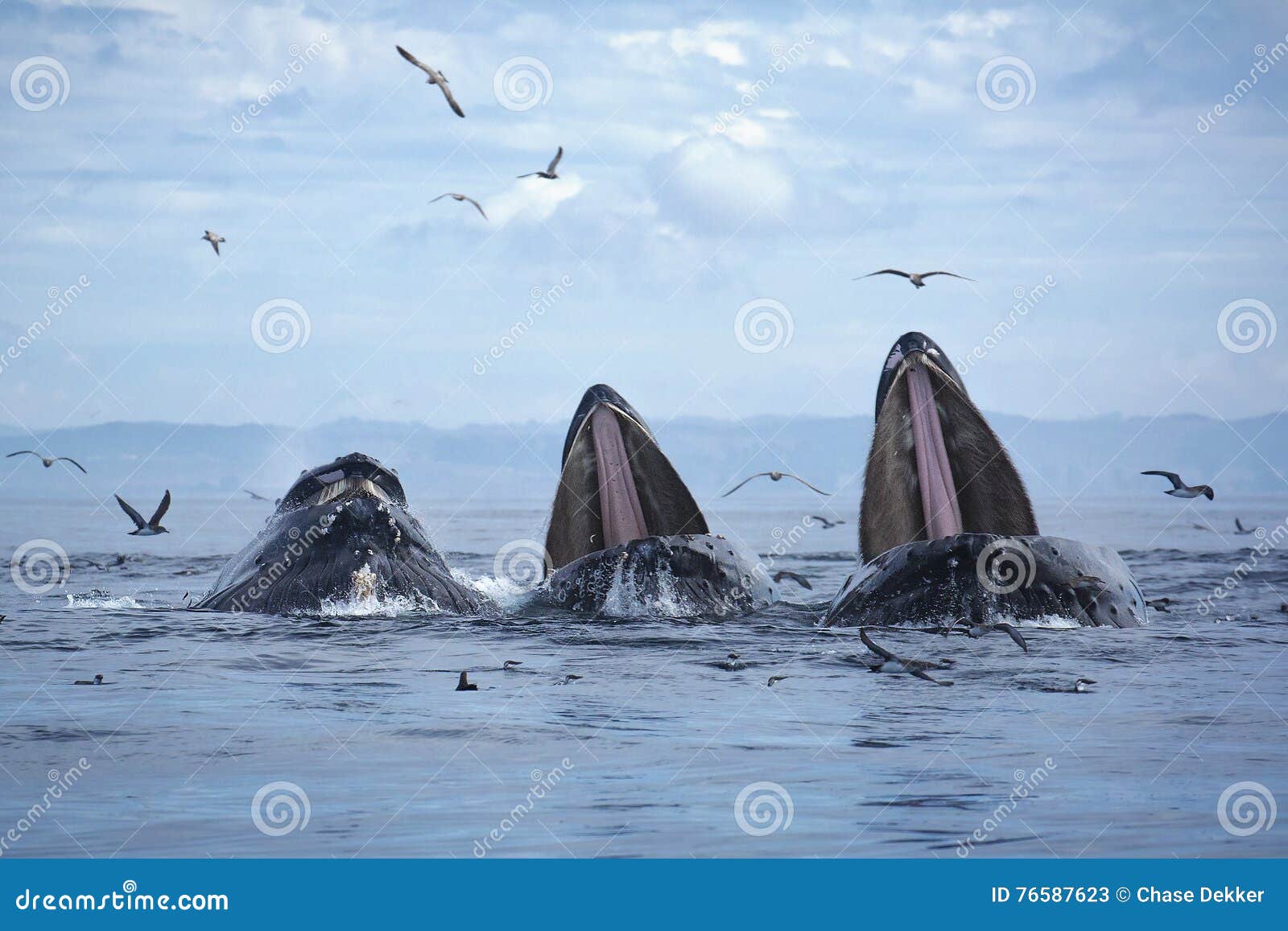 humpback whales lunge feeding
