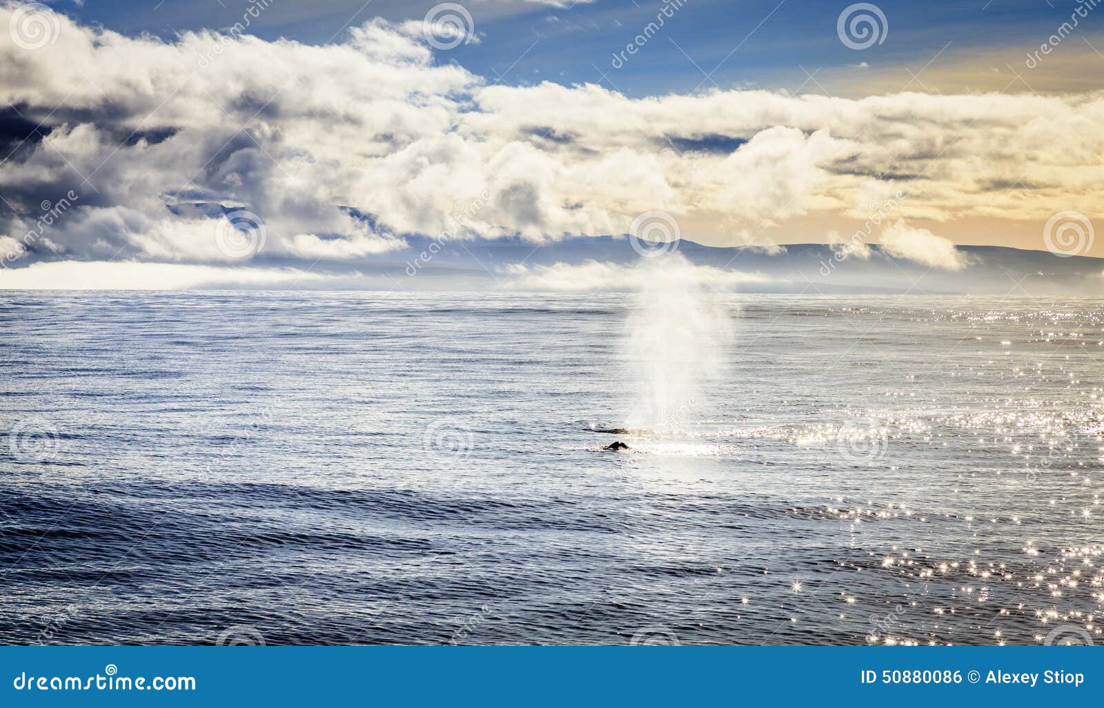 humpback whales