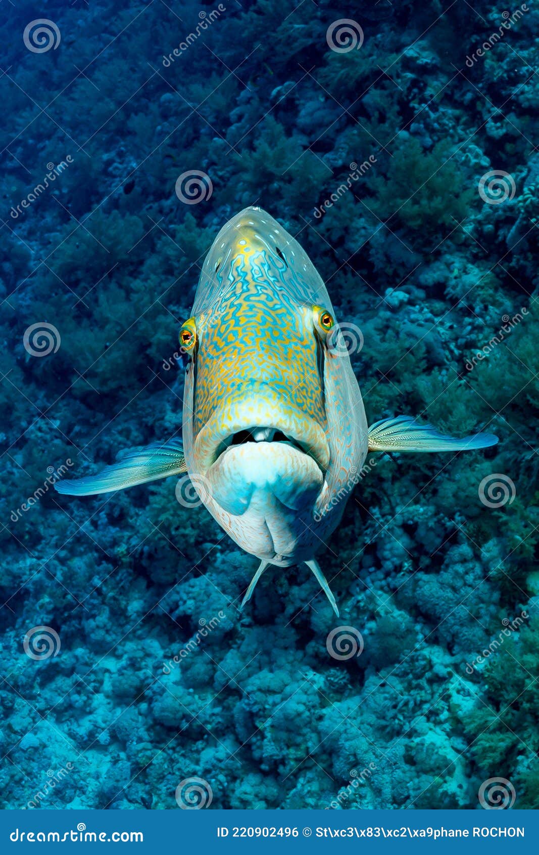 Humphead Wrasse or Napoleon Fish on a Reef with a Funny Face Stock