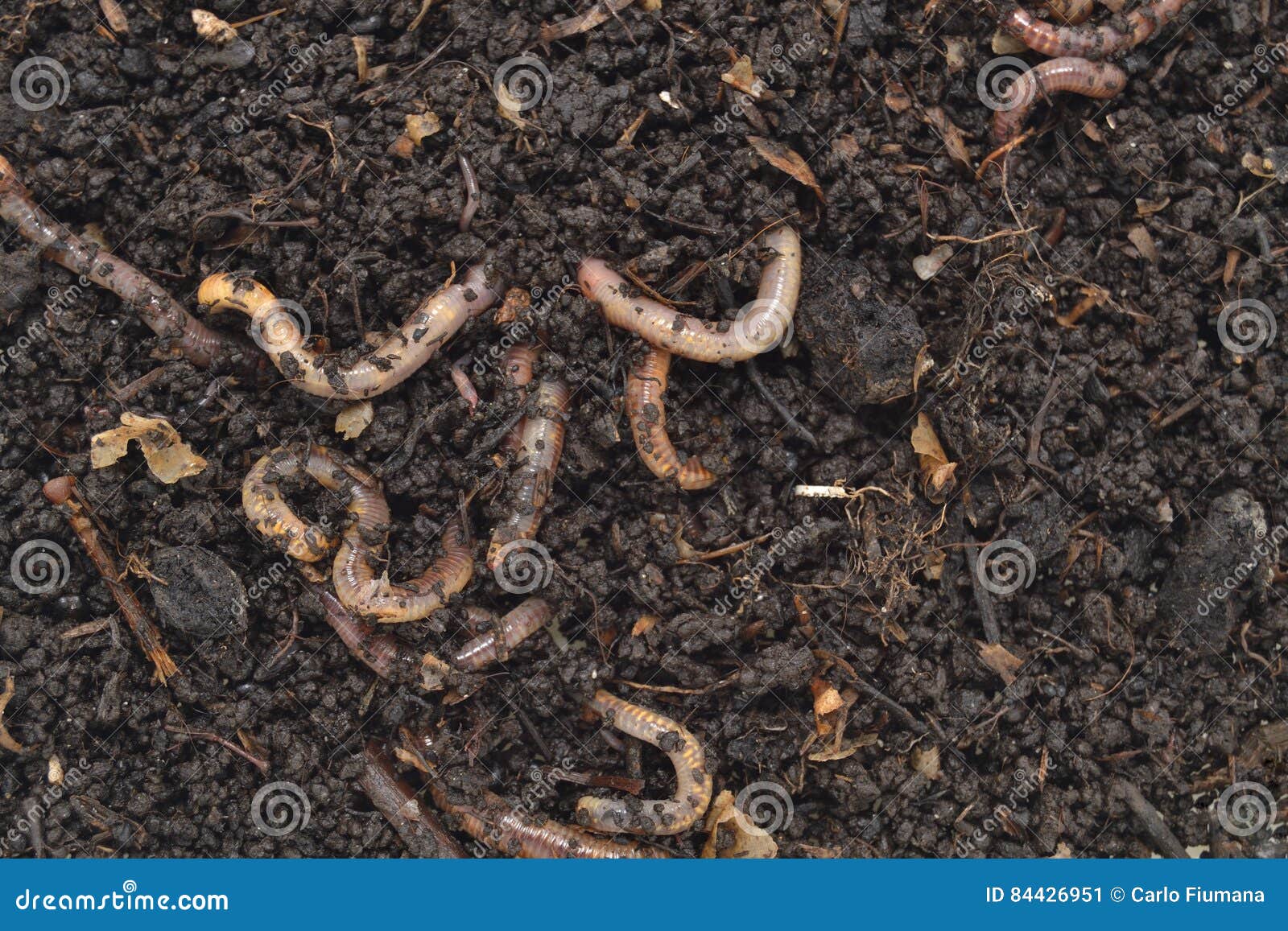 humus produced by earthworms californian