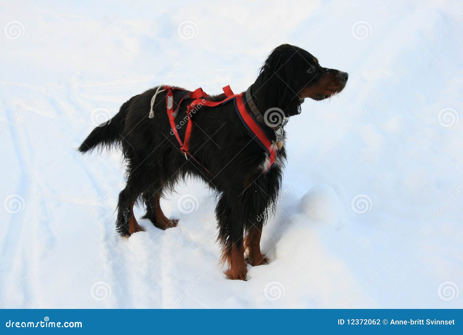 Hund arkivfoto. Bild av kallt, hund, angus 12372062