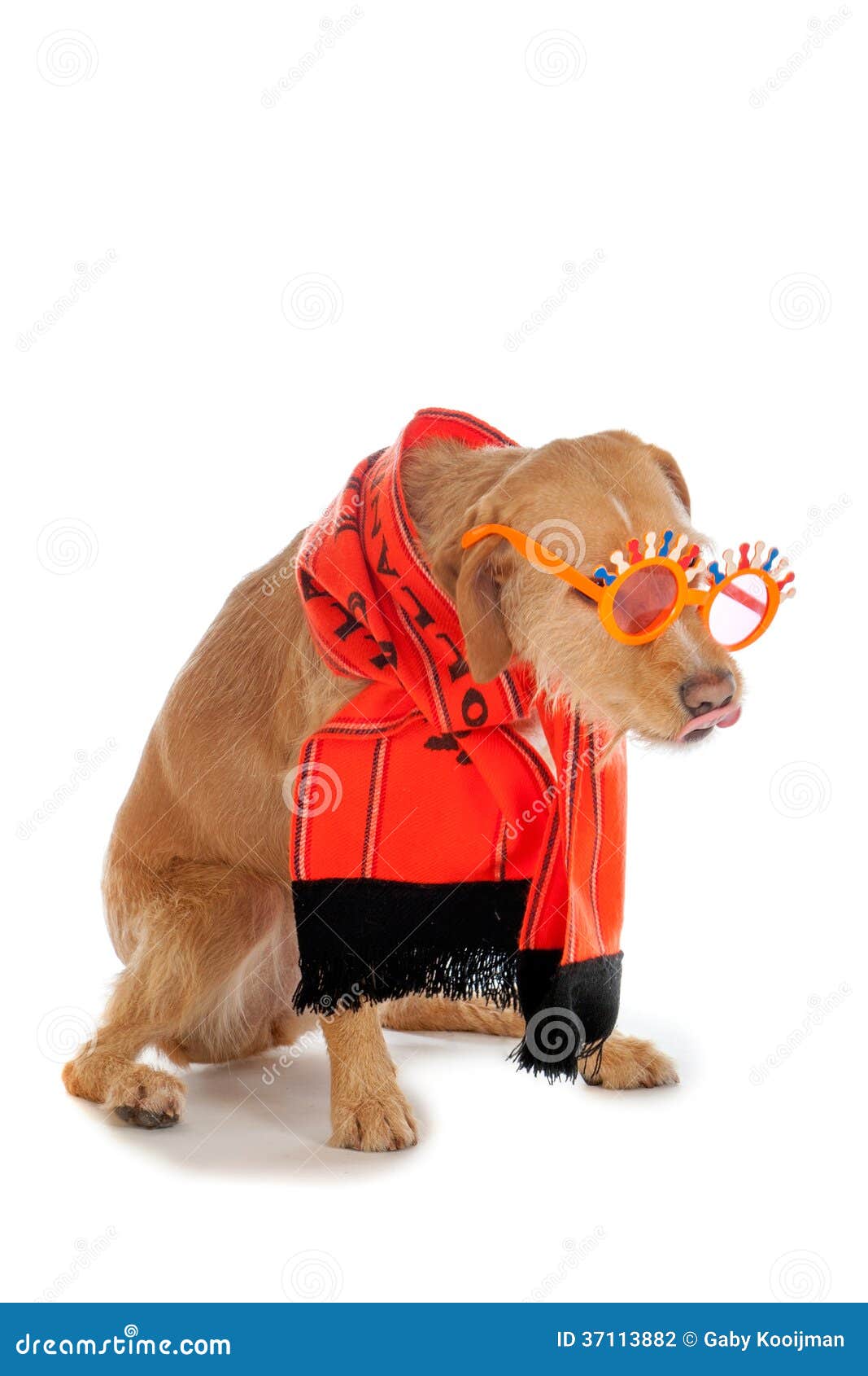 Hund arkivfoto. Bild av alon, medf8ort, carnivore, angus 37113882