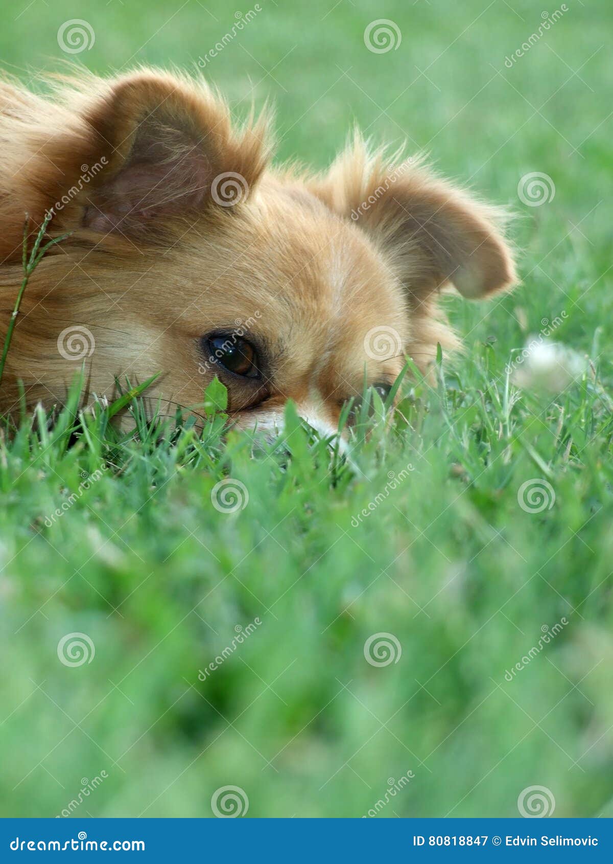 Schlafenhund, der in einem Gras kühlt