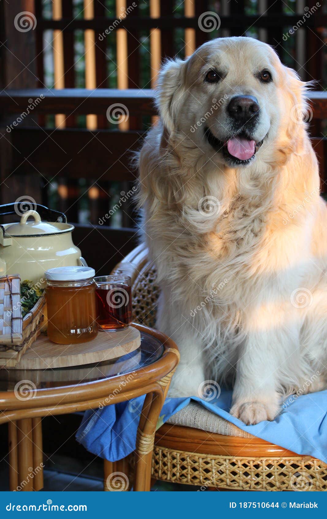 Hund Auf Dem Stuhl. Eine Tasse Glas Marmelade Wasserkocher Auf Runden Terrassentisch. Stockfoto - Bild von gelee, haustier: 187510644