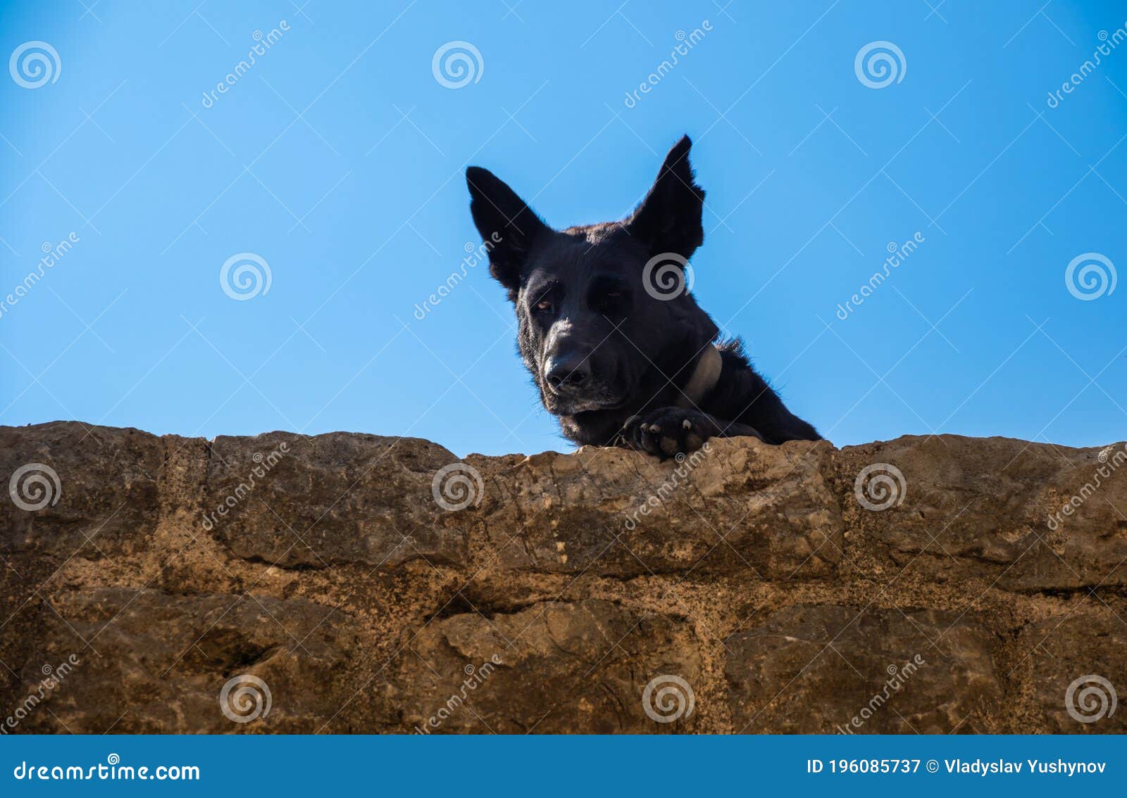 Hund Auf Dem Wandschutztier Auf Den Steinwänden Der Alten Stadt Budva  Stockbild - Bild von tier, architektur: 196085737