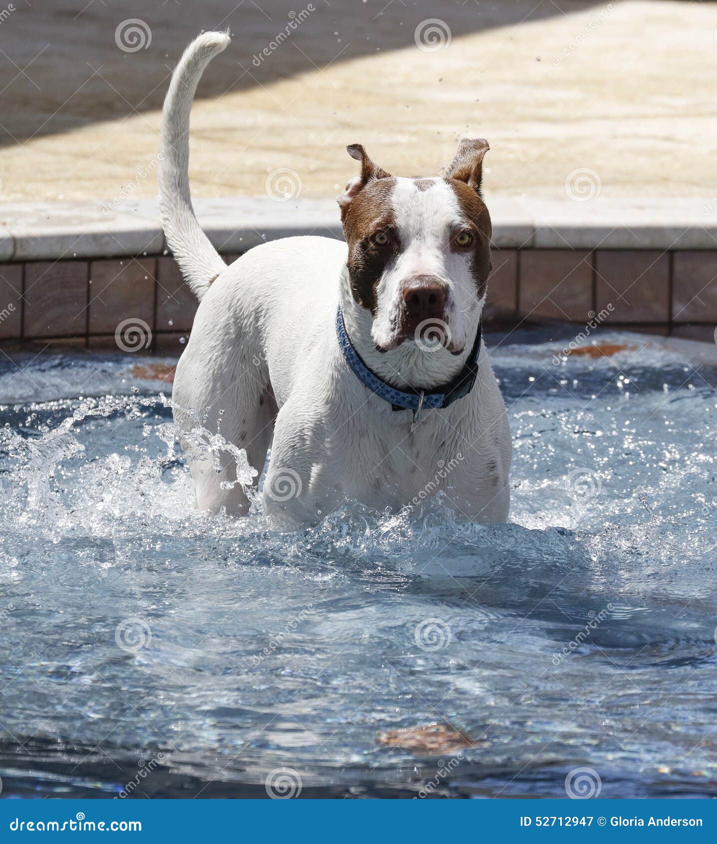 Hund Auf Einem Schritt Im Pool Stockbild Bild von brut, hunde 52712947