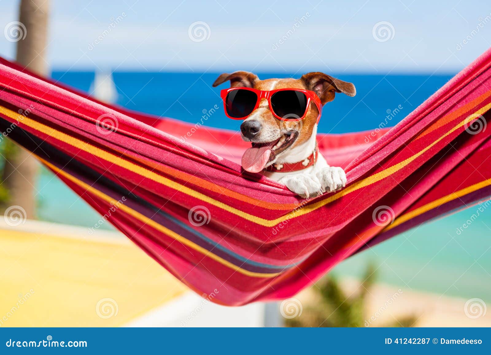 Hund auf Hängematte stockbild. Bild von stimmung, faul 41242287