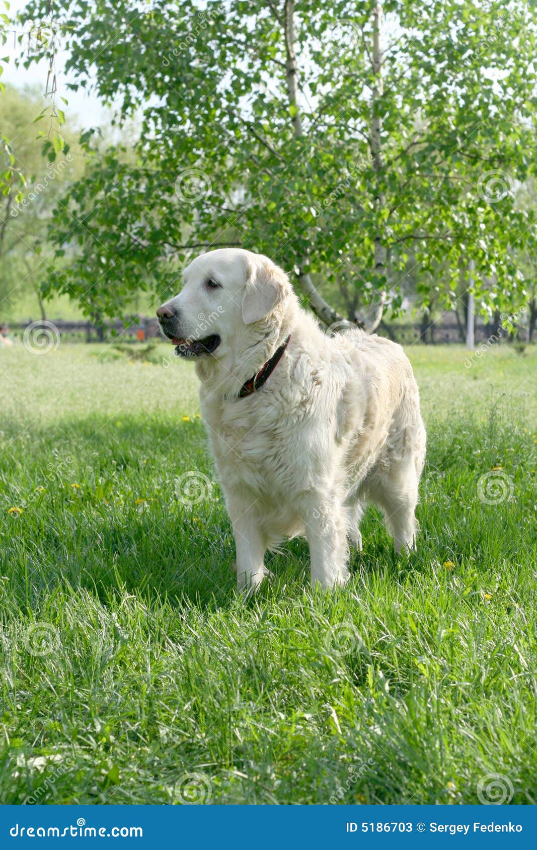 Hund auf Weg stockbild. Bild von reinrassig, profil, nave 5186703