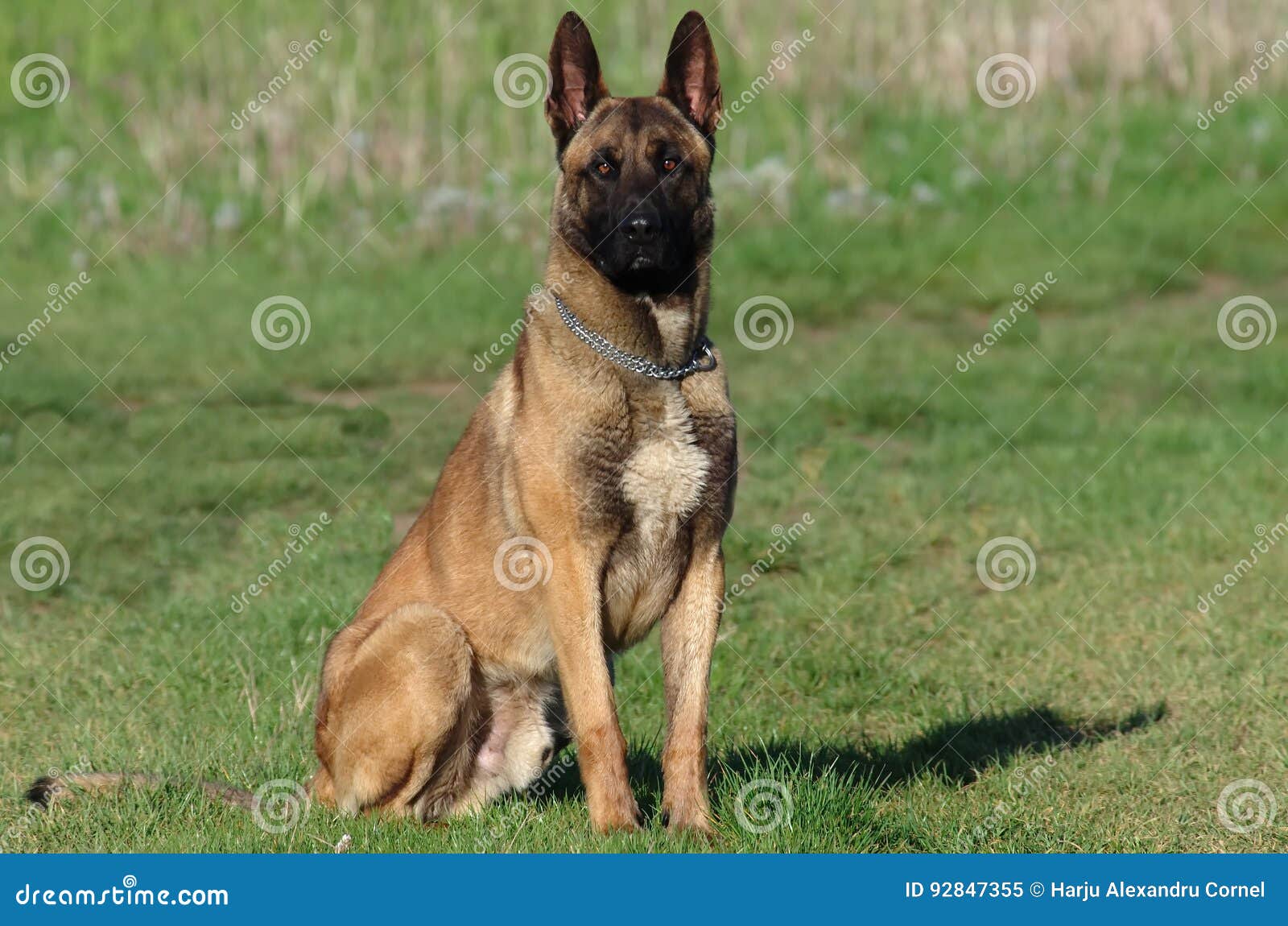 Malinois Hund Malinois Hund