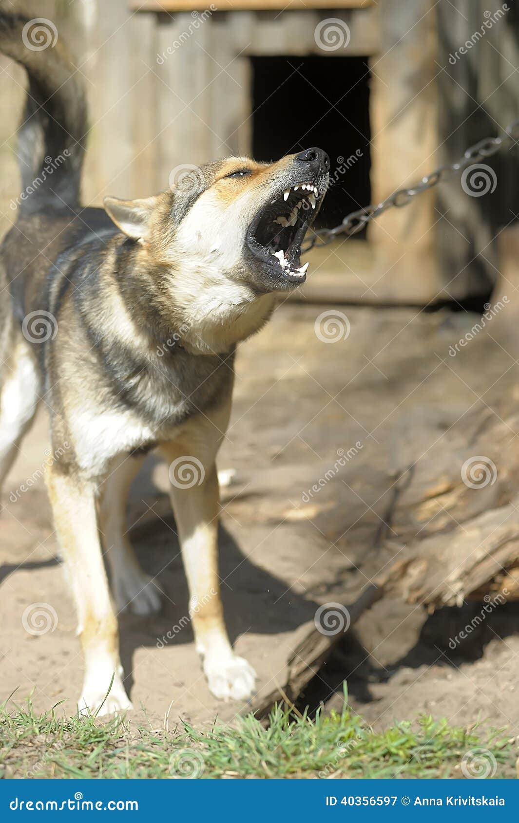 Hund bellt stockbild. Bild von alleine, korb, brut, ruhe 40356597