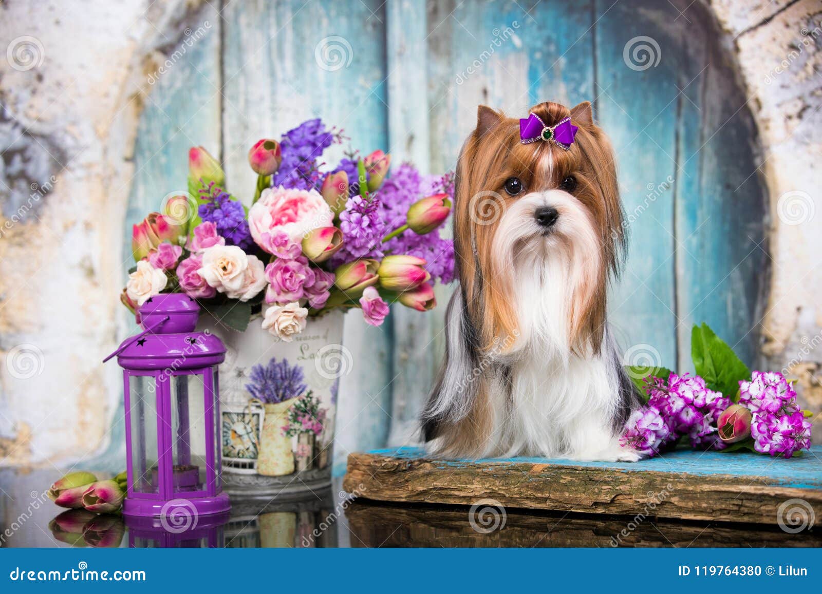 Hund Biewer Yorkshire Terrier Och Blommor Arkivfoto Bild av