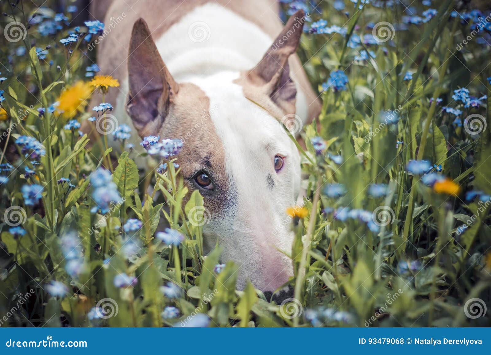 Hund, Blumen, traurig stockfoto. Bild von wekzeugspritze 93479068