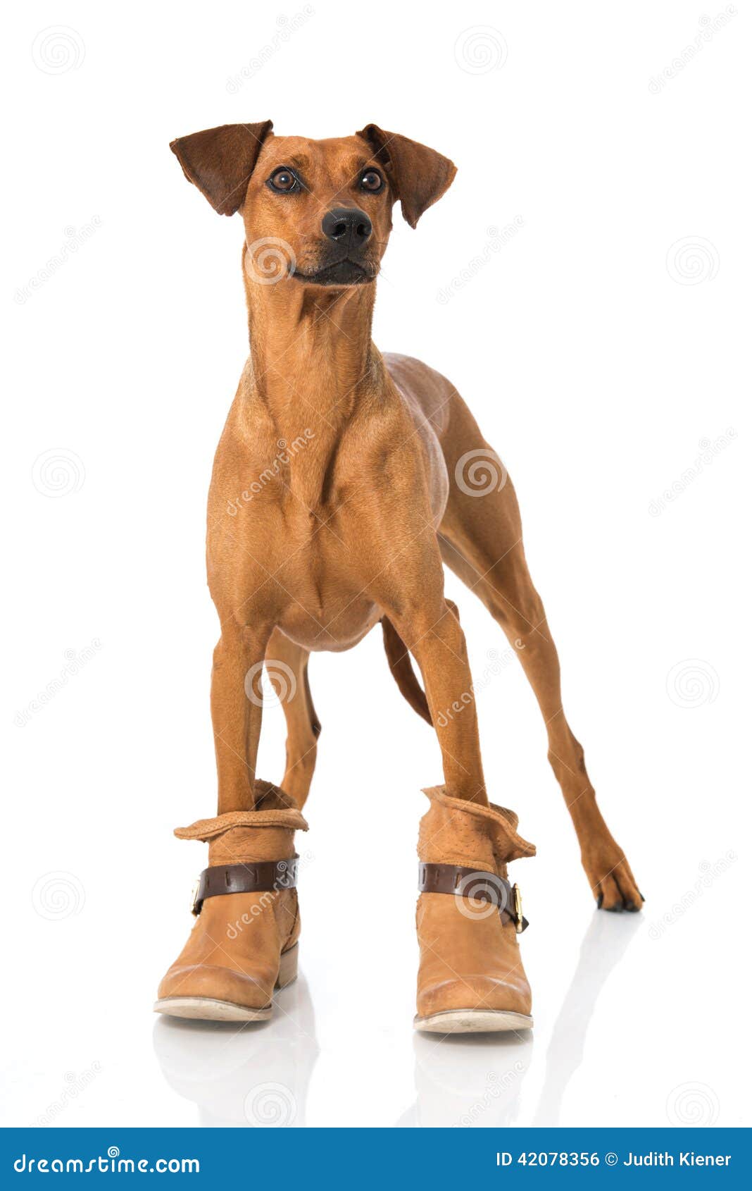 Hund with boots stock photo. Image of shoes, shoe, booted 42078356