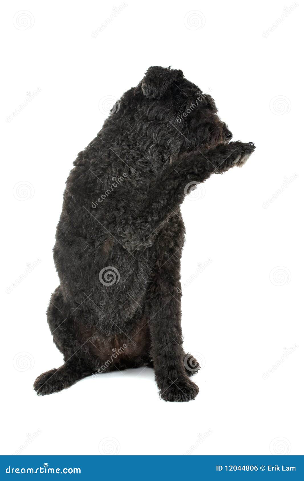 Hund Bouvier DESFlandres stockfoto. Bild von wellen 12044806