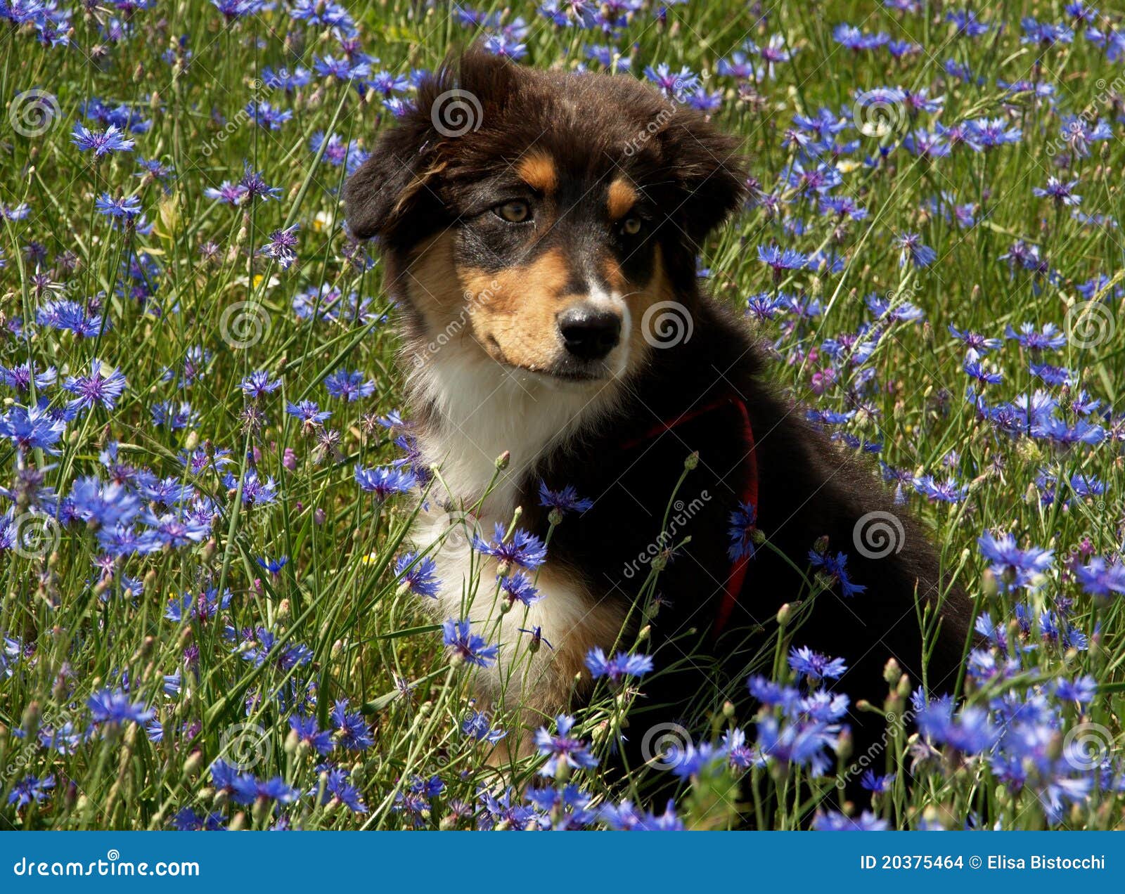 Hund in den Blumen stockfoto. Bild von brut, hündchen 20375464