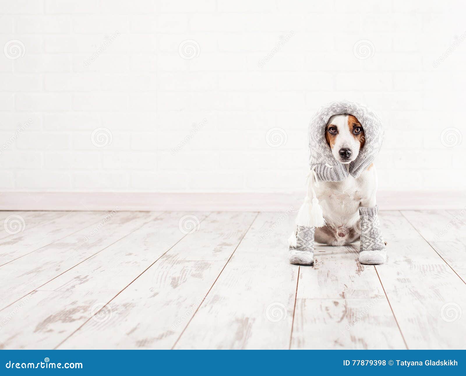 Hund in den Socken stockfoto. Bild von leute, schön, bequem 77879398