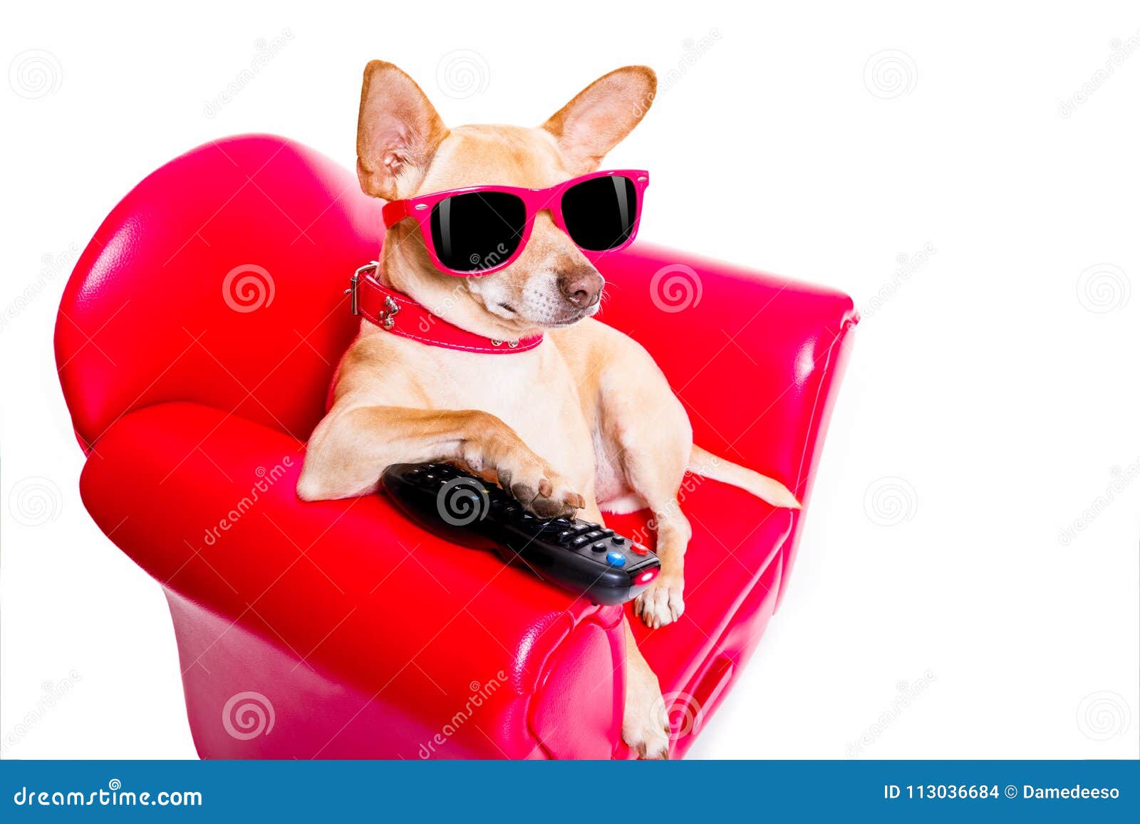 Hund, Der Auf Der Couch Fernsieht Stockfoto Bild von freizeit, hund