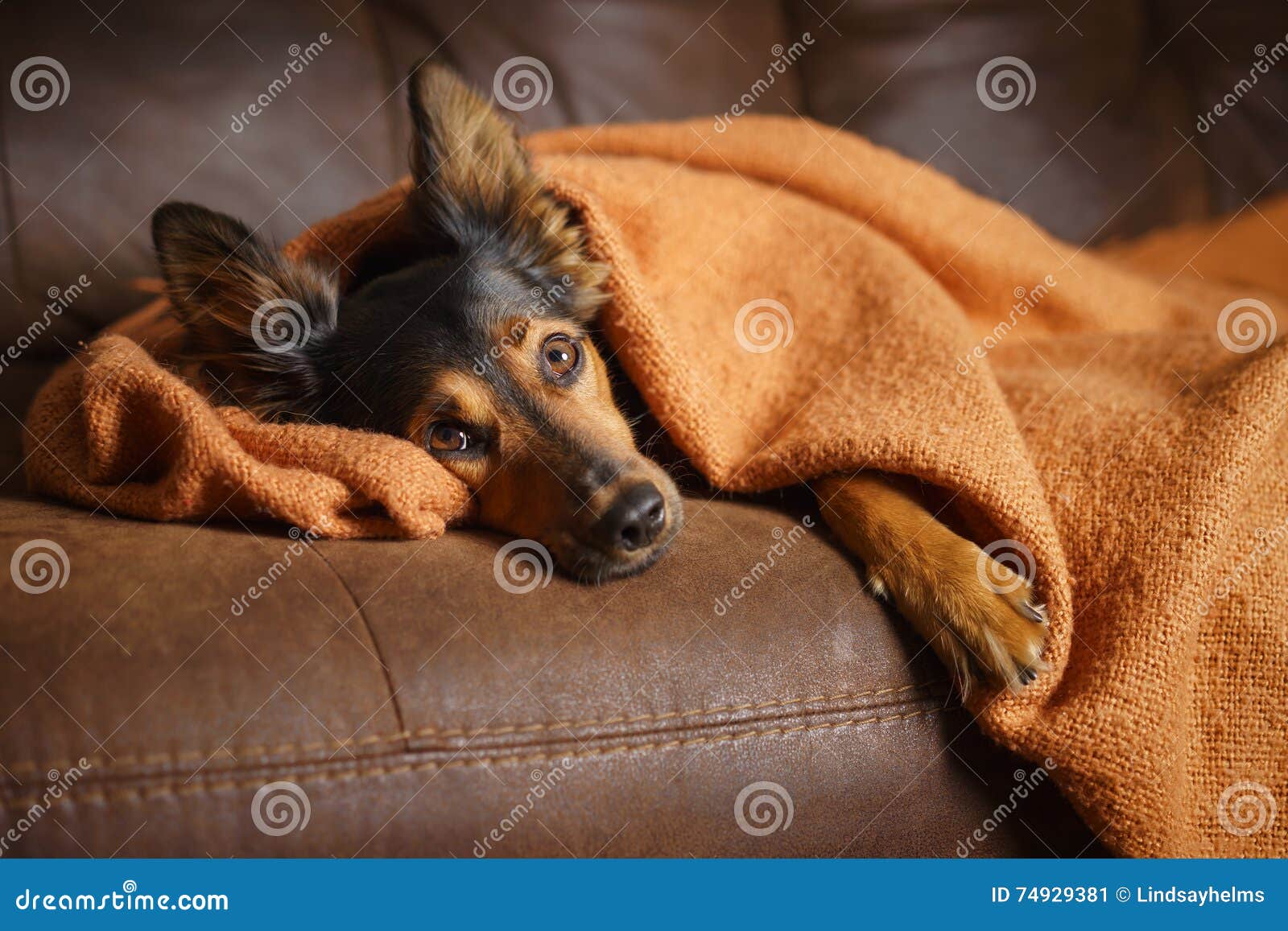 Hund, Der Auf Couch Unter Decke Liegt Stockbild Bild von hund
