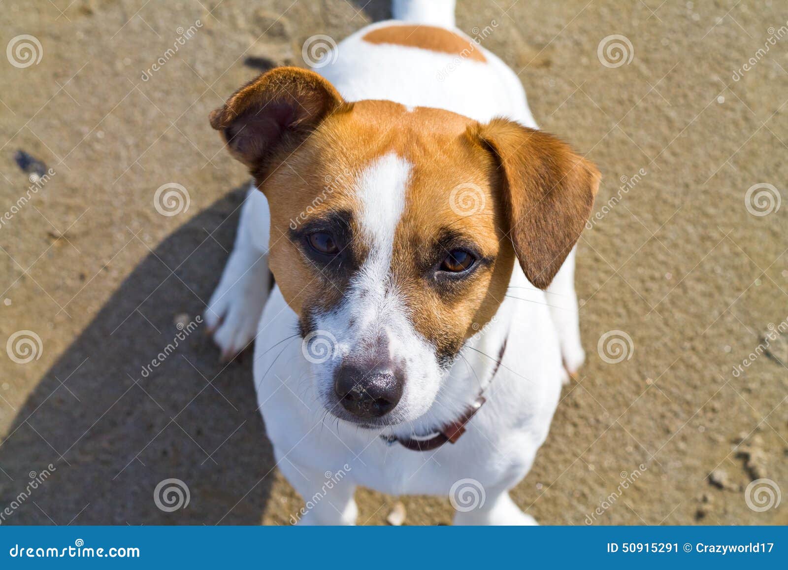 Hund, Der Auf Dem Strand Sitzt Stockbild Bild von gehorsam, schön
