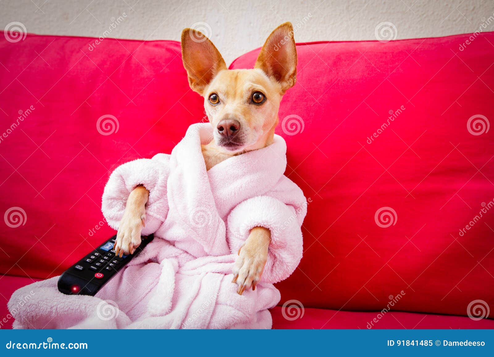 Hund, Der Auf Der Couch Fernsieht Stockbild Bild von freizeit
