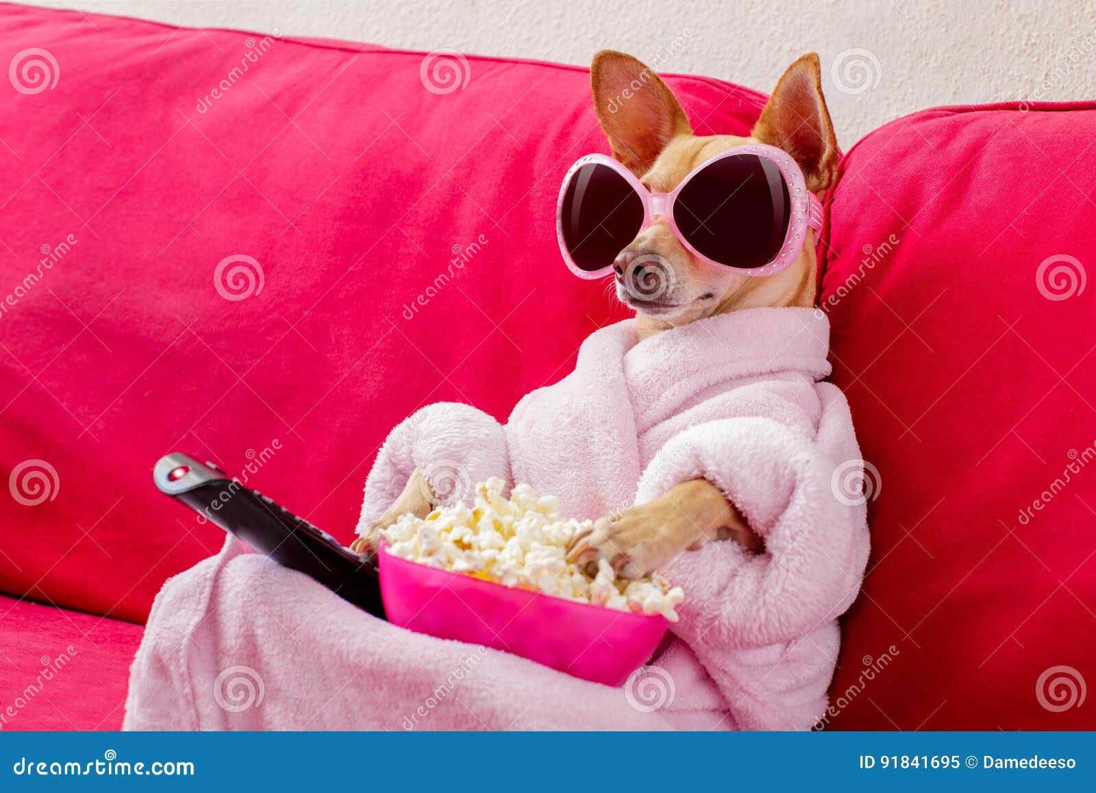 Hund, Der Auf Der Couch Fernsieht Stockbild Bild von chihuahua