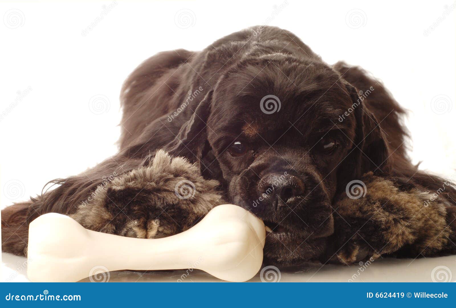 Hund, der auf Knochen kaut stockbild. Bild von zeitvertreib 6624419