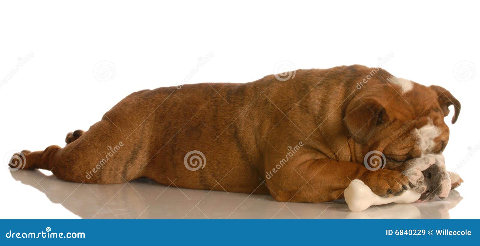 Hund, der auf Knochen kaut stockbild. Bild von getrennt 6840229