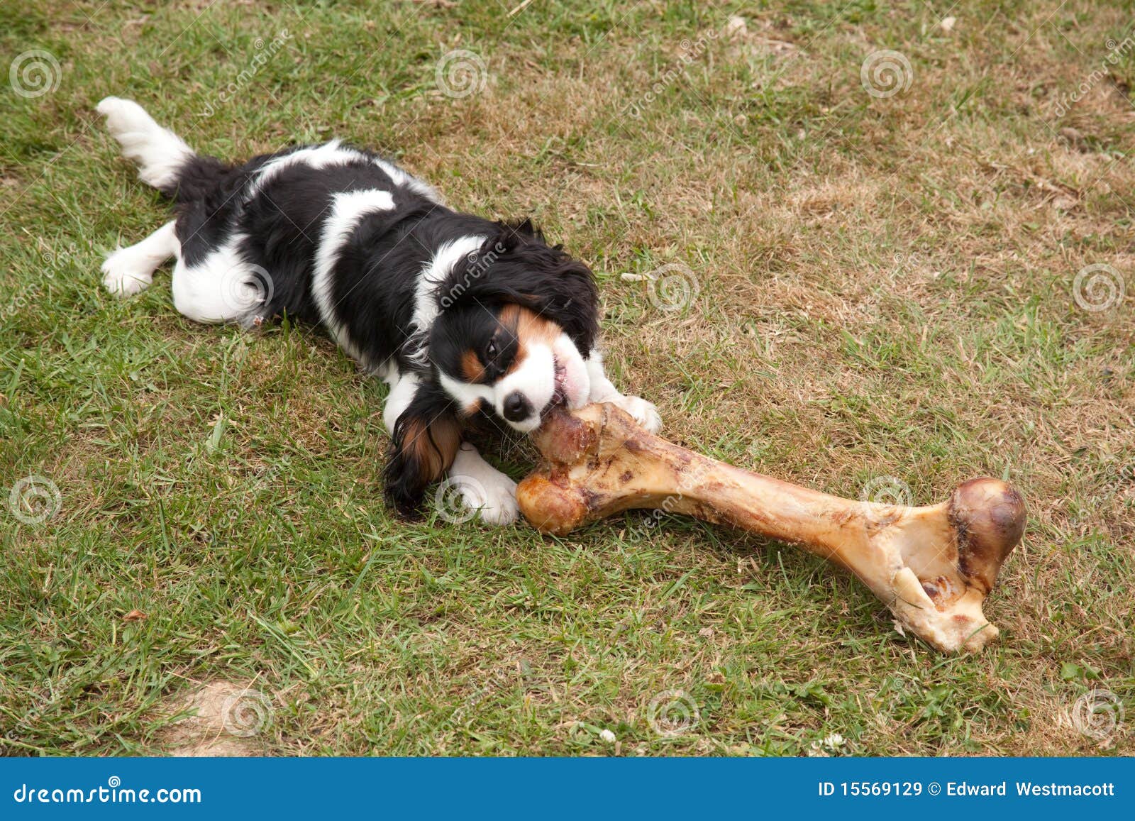 Hund, Der Auf Sehr Großem Knochen Kaut Stockbild Bild von beißens