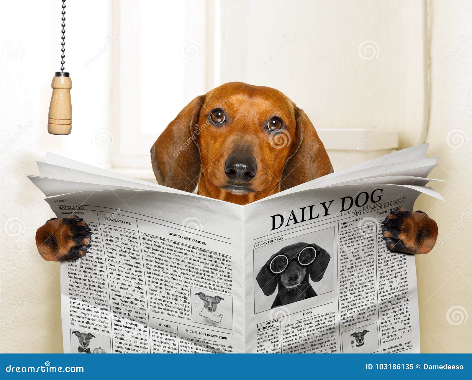 Hund, Der Auf Toilette Sitzt Stockbild Bild von hund, toilette 103186135