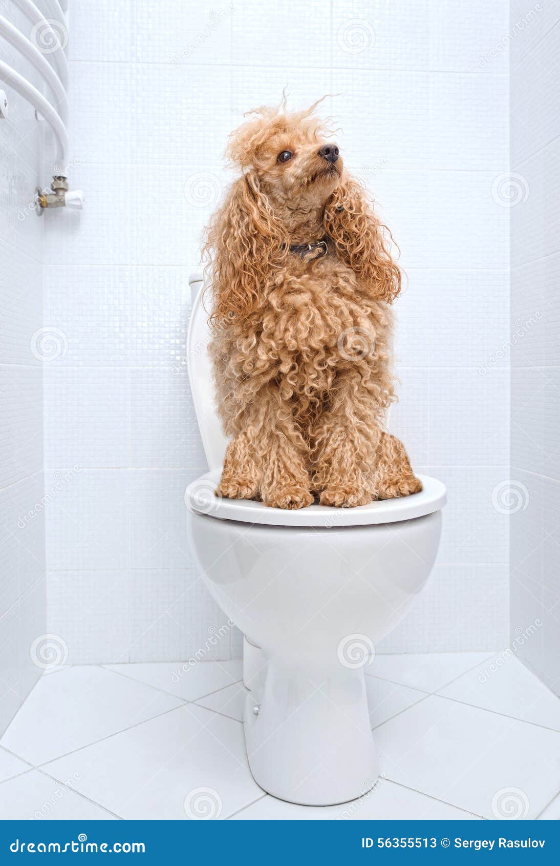Hund, Der Auf Toilette Sitzt Stockbild Bild von haupt, hund 56355513