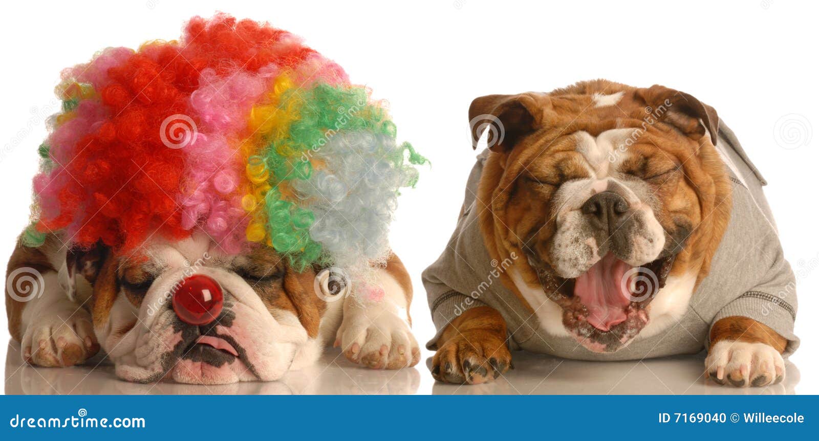 Hund, Der Am Clown Lacht Stockfoto Bild 7169040