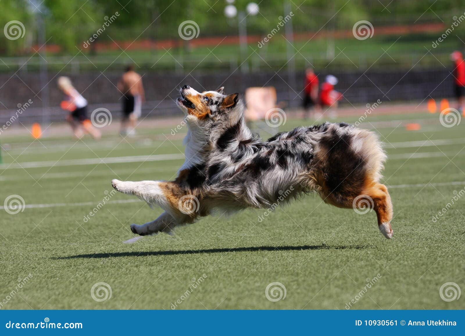Hund, Der In Der Flugwesenplatte Spielt Stockbild Bild von carnivore