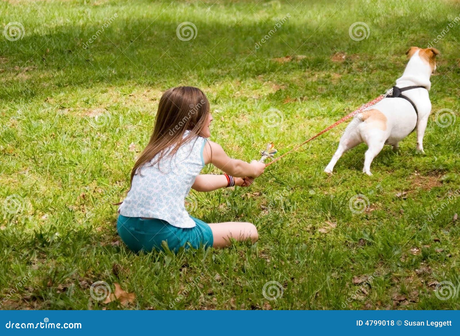 Hund, Der An Der Leine Zieht Stockfoto Bild von hunde, zicklein 4799018