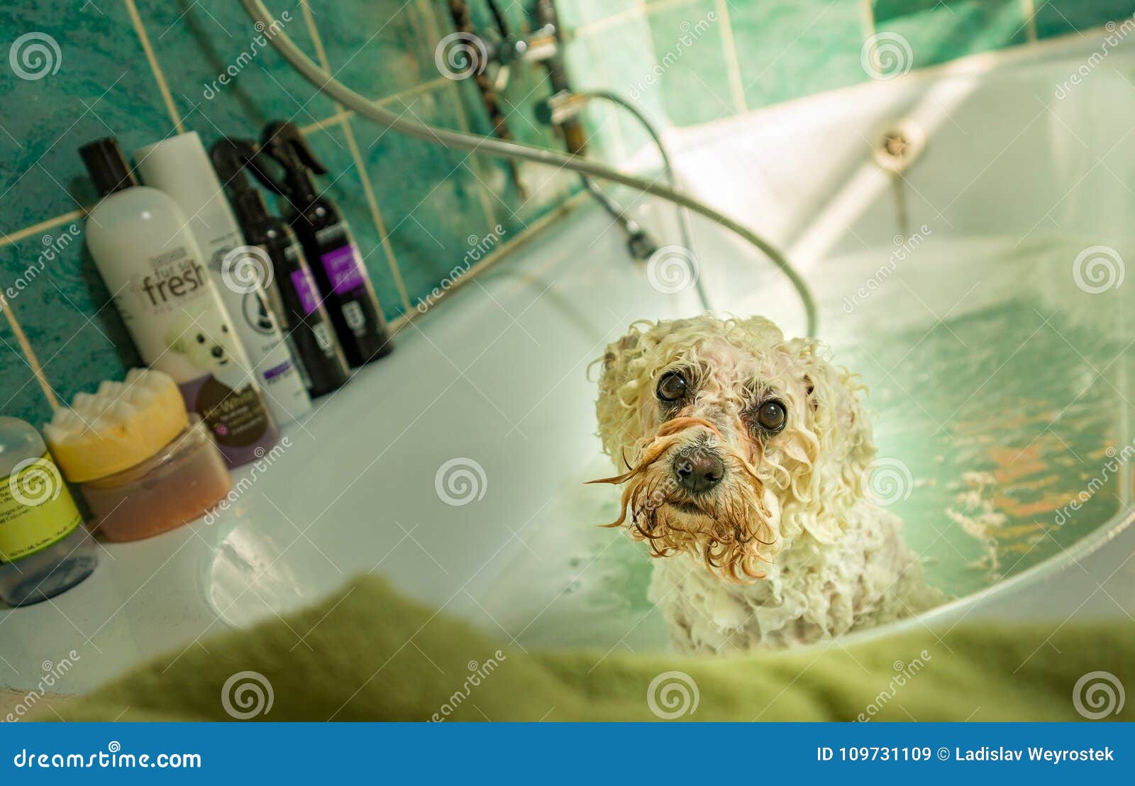 Hund, Der Ein Bad In Einer Badewanne Nimmt Stockbild Bild von shampoo