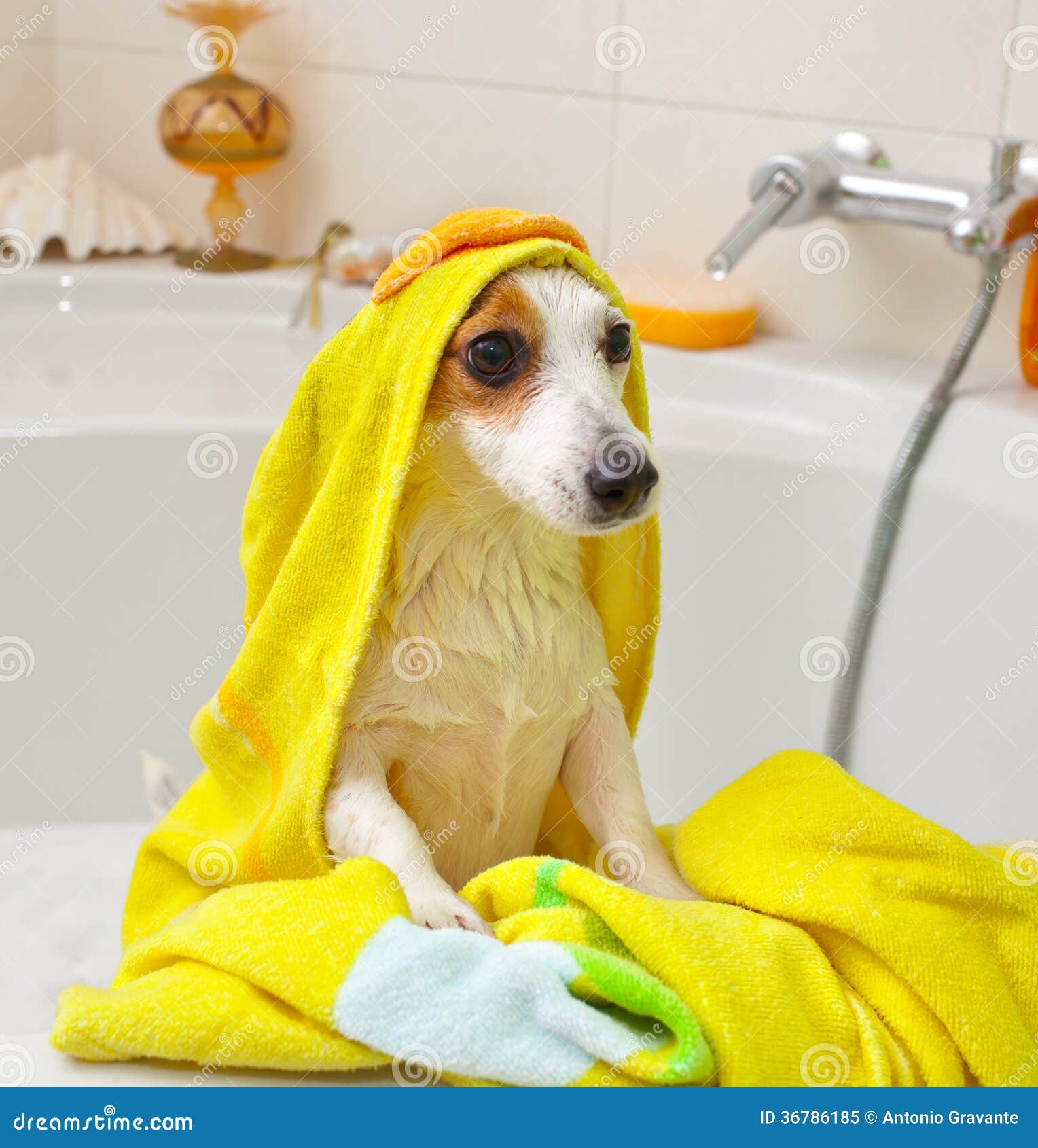 Hund, Der Ein Bad In Einer Badewanne Nimmt Stockbild Bild von braun